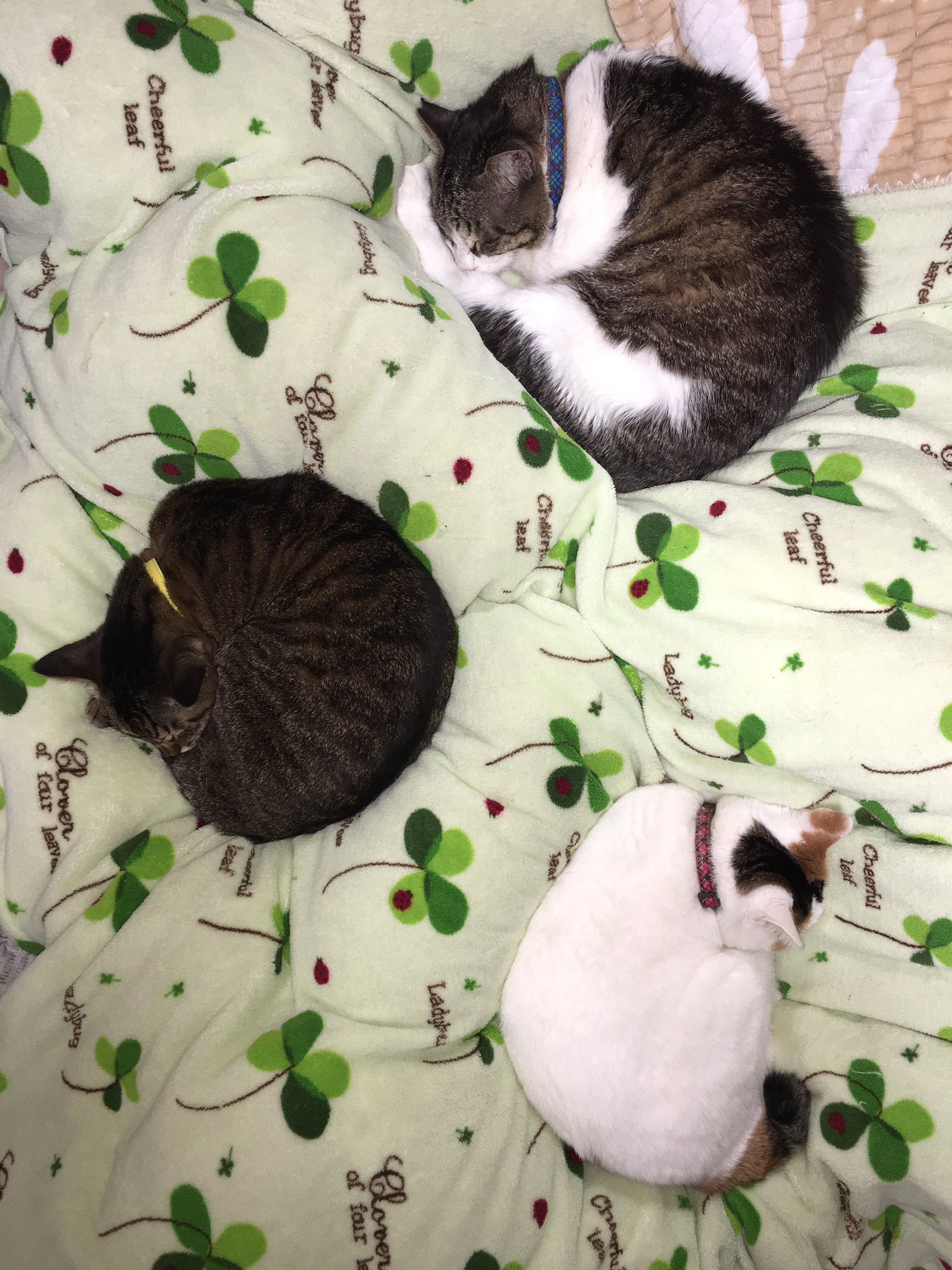 猫野四季 アンモニャイトが ゴロゴロ発見されました ねこ ネコ 猫 アンモニャイト T Co Edjujpkqws Twitter