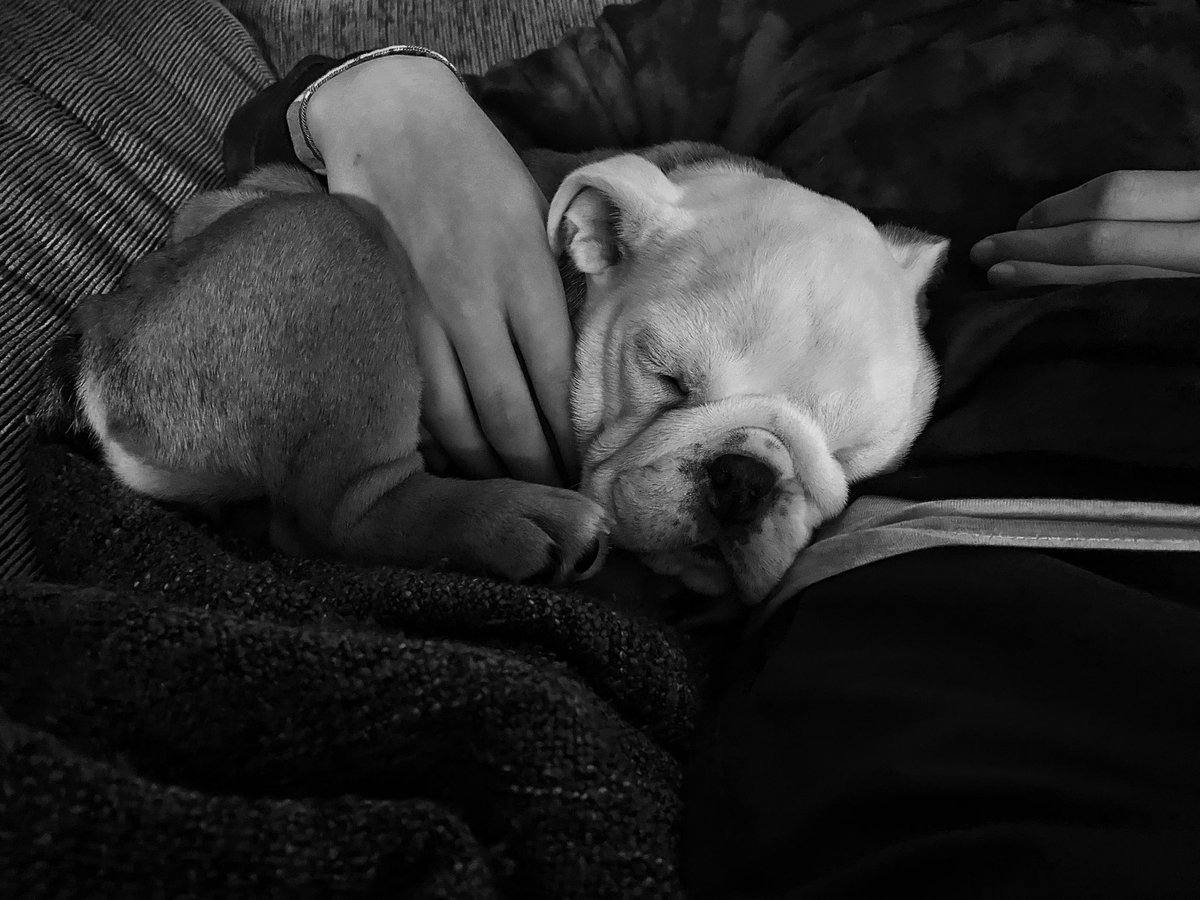 viglesiasphoto's tweet photo. Nuevo miembro en la family por parte de sobrinos. 😍 https://t.co/JEI7GoYqo0