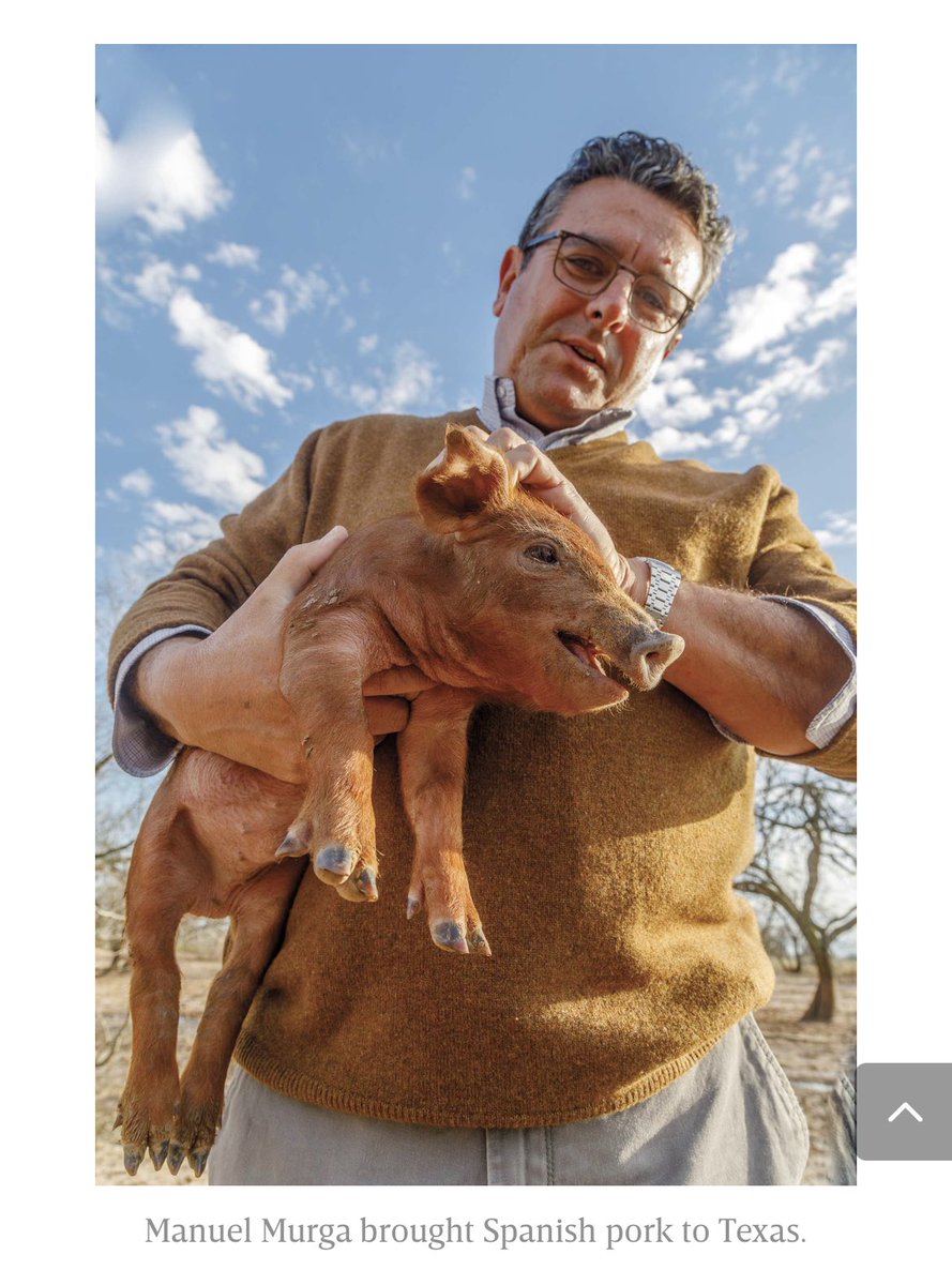 AcornSeekers was dreamed up by Spaniards Manual Murga and Sergio MarsalThe two have decades of experience in farming, and during a trip to the US realized that the Texas climate was not unlike that of the Iberian PeninsulaAlso, Texas is known for its acorn producing Live Oaks