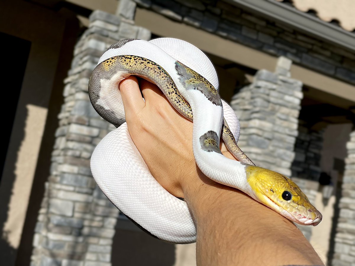ChrisLofing's tweet photo. The sun makes him sparkle, like the vampires in that one movie. #Retic #reticulatedpython #SnakeEyes #petsnake https://t.co/Mczm3o2olX