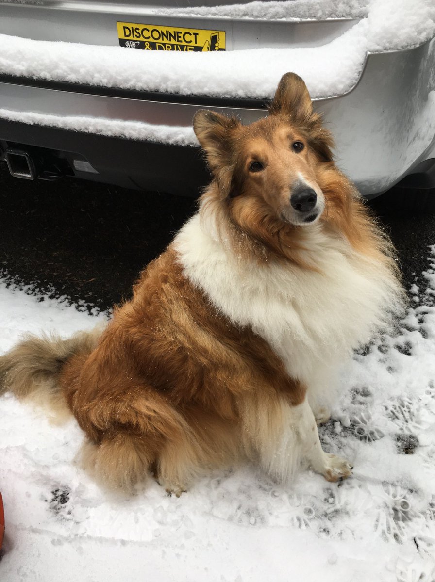 CollieCrusader's tweet photo. 🚗❄️⚠️📵 My #PSAforTheDay
If you must get out on the roads please #DisconnectAndDrive 📵
Thanks @AAAMidAtlantic for great 🔋 service and thanks @AAACarolinas for the 🚙 bumper sticker!
#roughcollie #collie #smartdogbreed #aaacarolinas #aaamidatlantic #StaySafe https://t.co/aKWkJUAEvb