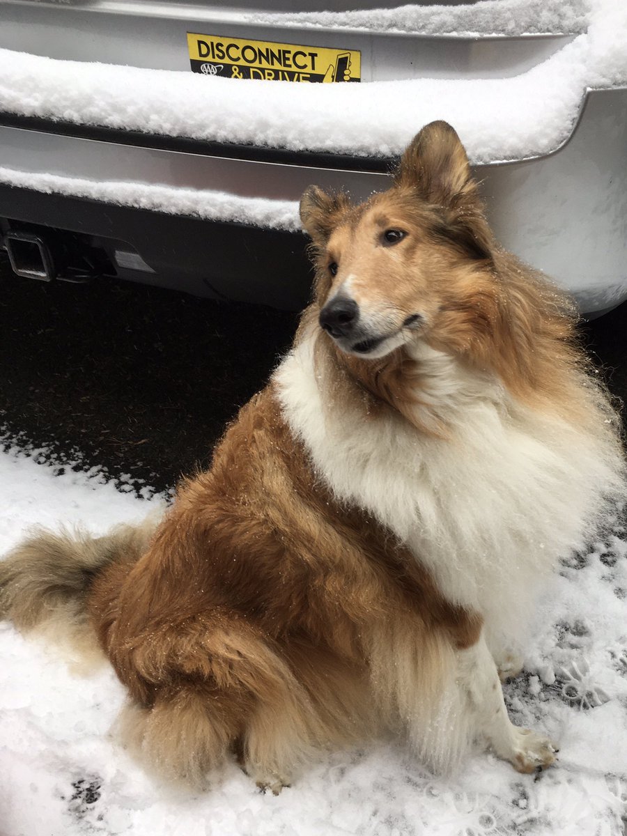 CollieCrusader's tweet photo. 🚗❄️⚠️📵 My #PSAforTheDay
If you must get out on the roads please #DisconnectAndDrive 📵
Thanks @AAAMidAtlantic for great 🔋 service and thanks @AAACarolinas for the 🚙 bumper sticker!
#roughcollie #collie #smartdogbreed #aaacarolinas #aaamidatlantic #StaySafe https://t.co/aKWkJUAEvb