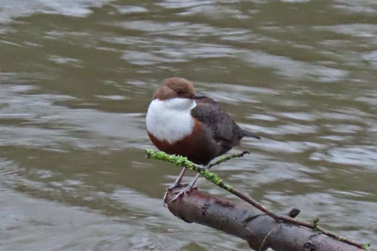 Vogels6's tweet photo. Gezien 27-01-2021 in natuurgebied #Ingendael bij
Houthem-Valkenburg aan de Geul: #WATERSPREEUW
@vogelnieuws @waarneming @sovon @VroegeVogels
@natuuronline @volgdenatuur @Limb_Landschap
#white_throated_dipper #cinclus_cinclus #birdsphotography #birds #birdwatching #vogels https://t.co/Mkm71xYrHl