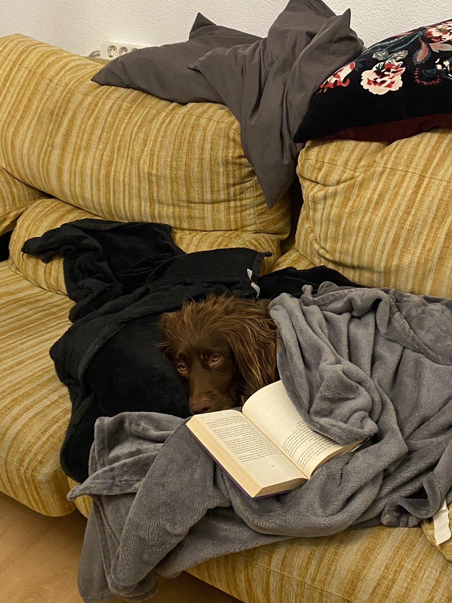 _piiLaar's tweet photo. @yaizaruizx Hola willy!! Este es choco y a él le encantaría jugar contigo, también le gusta leer un poco antes de irse a dormir🥰🥰 https://t.co/ELbB4nLzDD