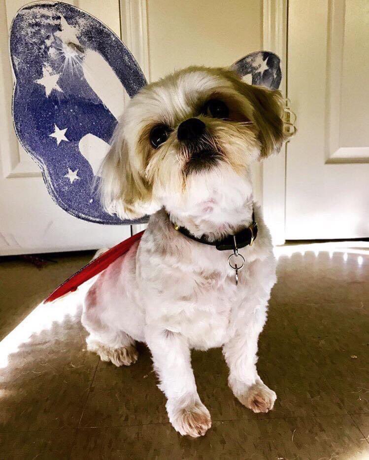 MissionJMo's tweet photo. Happy Birthday Ava ❤️🐶 @jenmorrisonlive #AvaTheDog #JenniferMorrison #JMoLoves #FinallyFirstItalianConventionWithJen #OperationJMo https://t.co/T5TV2quLrq