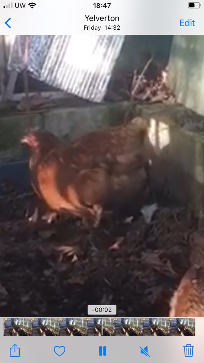thehenhousefarm's tweet photo. #henandcoophire #startkittaster #firststep #newhobby #mindfulness #safeandsecure our hens preparing to go on a hen&coop hire with a new customer. They want the immersive experience without the long term commitment. So they get the freshest eggs and a proper natural encounter https://t.co/14nO8NgEvA