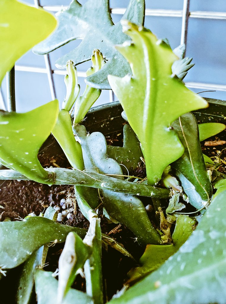 TbBrame's tweet photo. #EpiphyllumAnguliger 
#FishboneCactus
#RicRacCactus 
#ZigZagCactus
#OrchidCactus
#PlantyStuffs https://t.co/sL8kDA9PDk