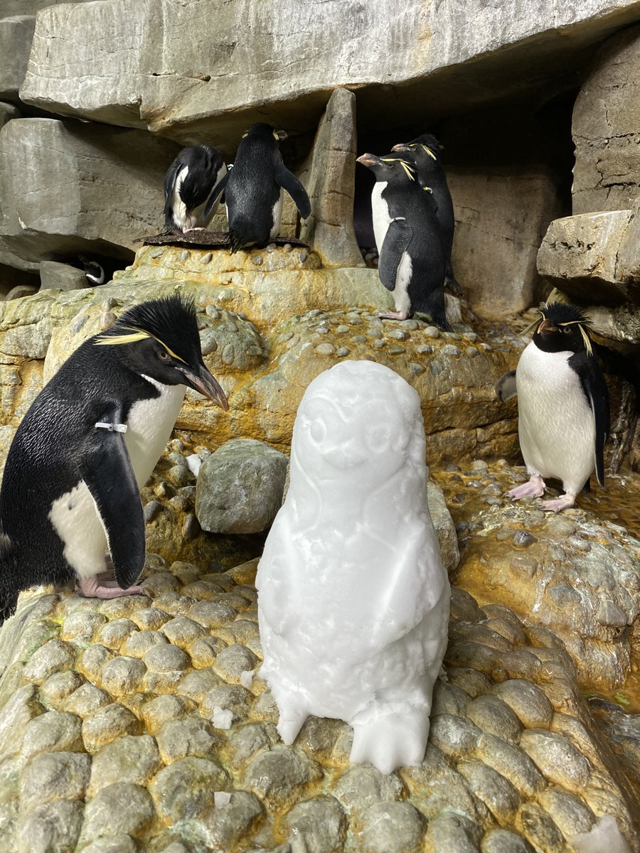 Who’s building a snow penguin today? 🐧❄️ Rockhoppers like Bosco and Diego are temperate-weather birds, but a little snow makes for fun enrichment that they can explore and investigate.