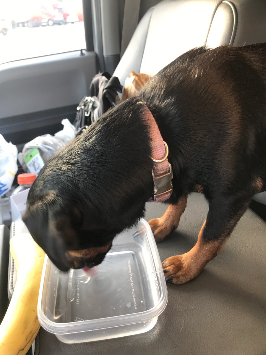 javin70's tweet photo. Welcome the newest addition to
My already hectic life “Lucky” found her in Florida on the side of the road. Fuck you and thank you to whoever left her because I’m officially in love ❤️❤️❤️😻😻😻 https://t.co/sx8vyVCq80