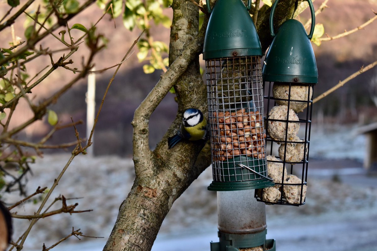 JackusSamuel's tweet photo. One blue tit, dunnock, robin, goldcrest and treecreeper. Two coal tits, chaffinches and hoodies. Five great tits and rock dove. Plus one merlin/sparrow hawk looking to eat the lot of em 

#BigGardenBirdWatch

@Natures_Voice https://t.co/MubAQgHJte