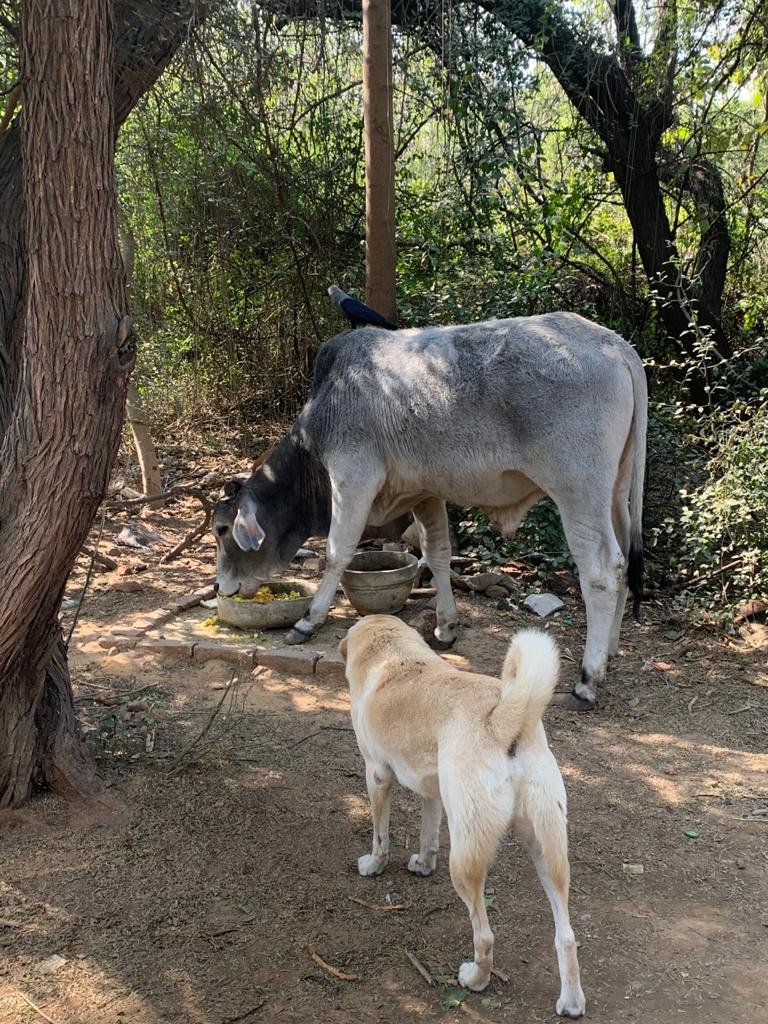 _MohitChauhan's tweet photo. Different animals join us during our feeding rounds and eat a bit with us. Our Day 312 of #feedingstrays in #Delhi Please look after stray animals and birds around you. #animalsarepeopletoo #bekind #onekindact #lockdownindia #unlock05 https://t.co/AIKNwmurWJ