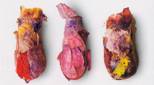ok_girlfriend's tweet image. Unlike other bee species, Osmia avosetta is a solitary bee that doesn't have a colony to help it raise its young. So instead of building hives, they craft tiny 'cocoons' from flower petals to protect their eggs. Each cocoon holds just one egg