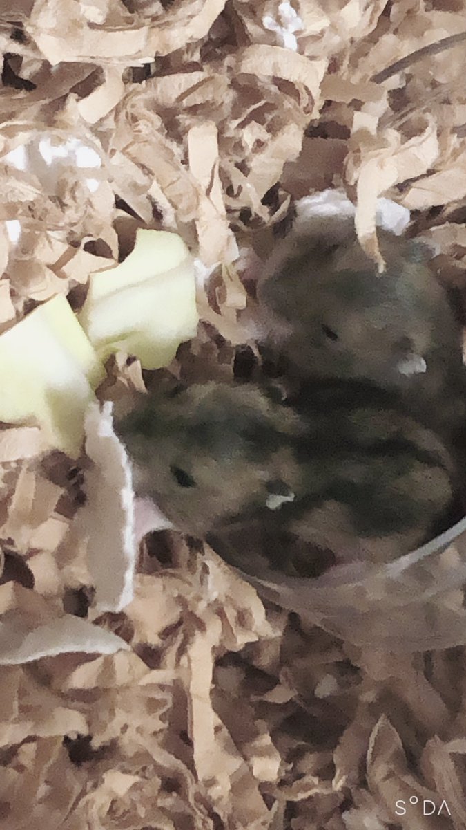 【12日目】
ちびちゃんみんな目が開きました！
撤去してた回し車も入れて
あんずちゃんのストレス軽減！！