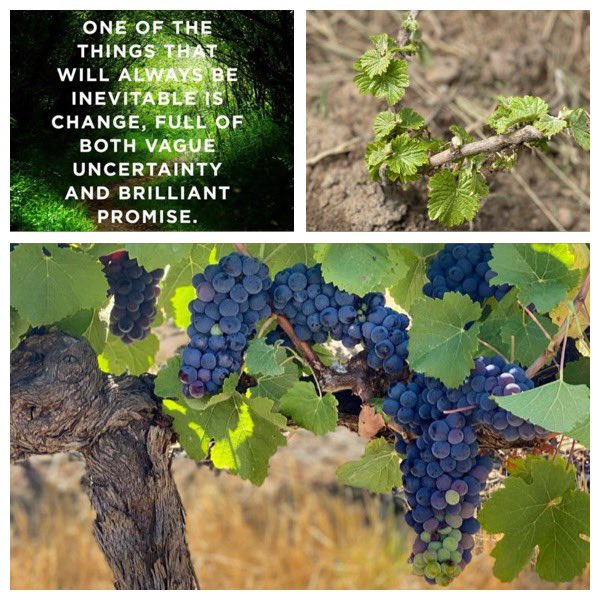 A bit how we feel🤍 looking back on planting the new block of (joyful🌱) Bastardo do Castello and seeing this season’s Bastardo grapes maturing -with much promise 🍇