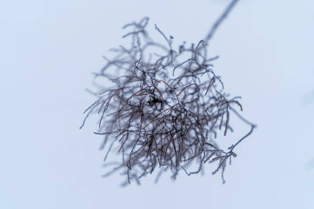 SaschaAminger's tweet photo. European smoketree (lat. Continus coggygria) in winter
.
#sonya7iii #sonyalpha #sony #bealpha #sony70200f28 #sony70200gm #fotografie #photography #lightroom #winter #eis #ice #baum #tree #perückenbaum #europeansmoketree #continuscoggygria #burgenland #ma… https://t.co/h95ez4TxG1 https://t.co/uWTlvmjf6y