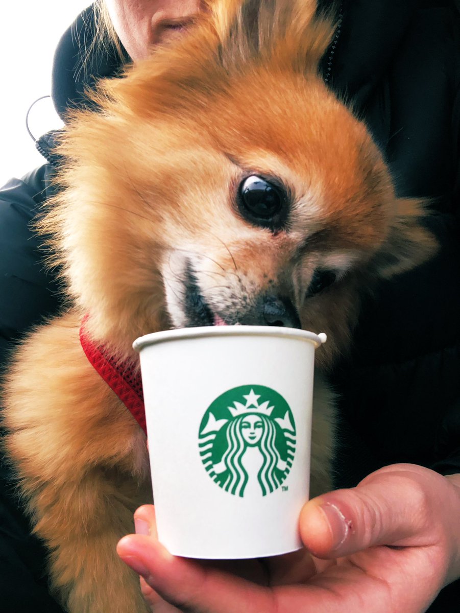 Highlight of my weekend... Dexter receiving his very own puppachino <a href="/HullThru/">Starbucks Hull Clough Road Drive Thru</a> <a href="/Starbucks/">Starbucks</a> !! Thank you #starbucks