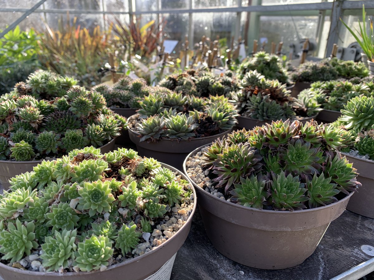 Sempervivum looking crispy & crunchy in the morning sunlight