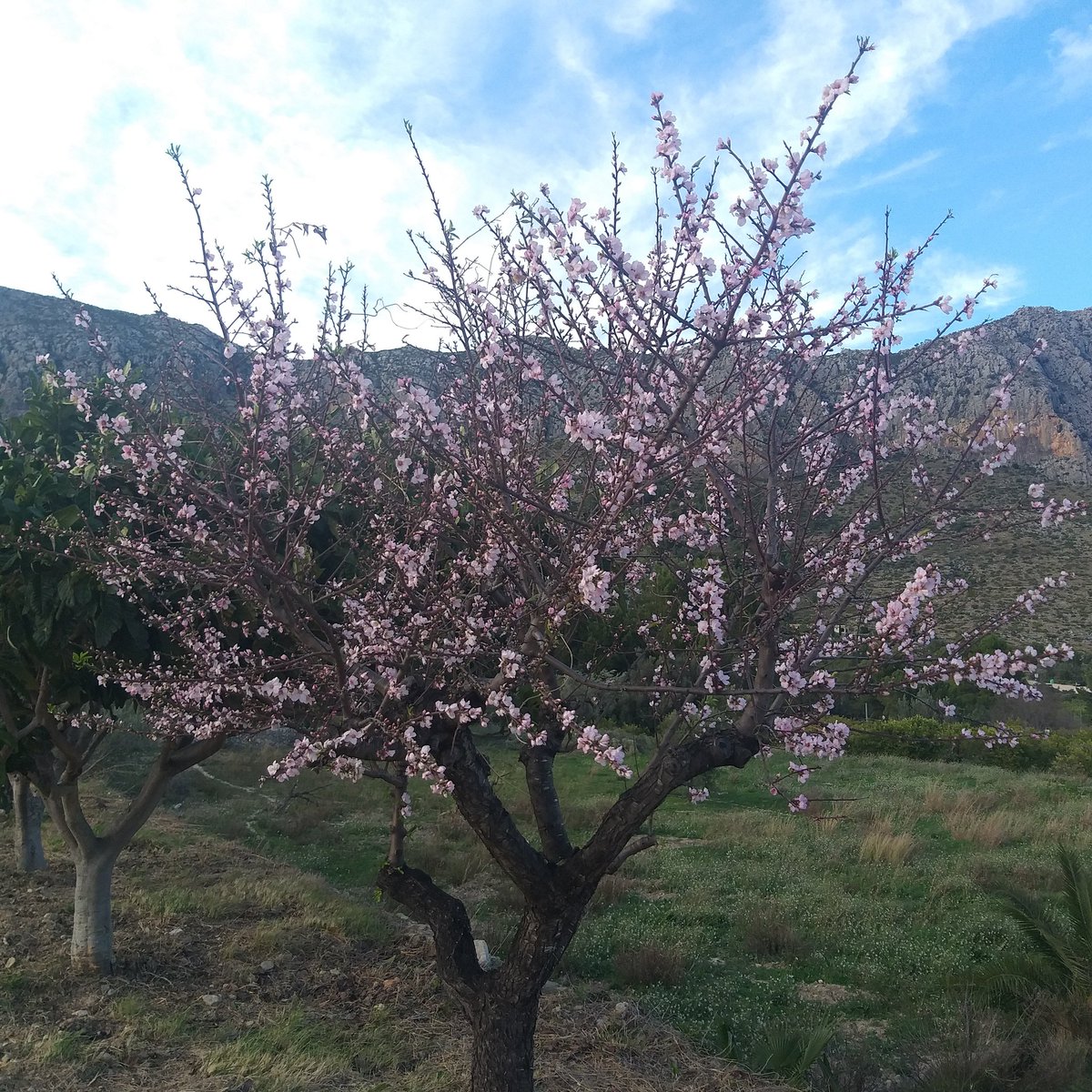 masdevinyals's tweet photo. Empiezan a florecer los primeros arboles en mas de vinyals. #casarural #findesemana #naturaleza https://t.co/n57dP6ks3X