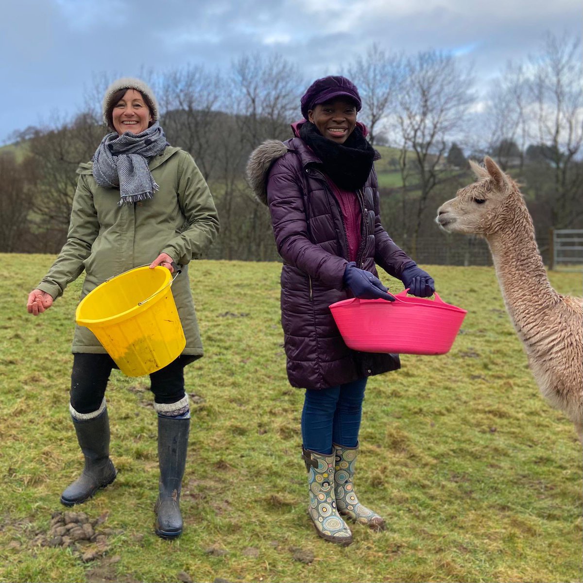 Eirywiry's tweet photo. Diolch i'r alpacas 😉 i'r criw, y cyfranwyr & Diolch a llongyfarchiadau i fy ffrind Rakie sydd wedi serennu..jyst- Wow!! Diwedd y daith ond nid diwedd i'r iaith iddi rwy'n sicr 🙌🏻@RakieAyola #dysgucymraeg #swigengwaith #workbubble 🏴#siaradcymraegalltheway @s4cdysgucymraeg @s4c https://t.co/dpej595Cco