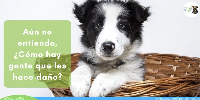 RIErescateindep's tweet photo. Animalitos indefensos que lo único que hacen es tratar de darnos amor, atención y cuidado las 24 horas y 7 días a la semana, difundamos este mensaje para dar un alto al maltrato animal ellos no merecen ser maltratados.
#PROYECTO_ARES
#ManadaRIE
#esterilizaciones
#perros
#perritos https://t.co/TpbmPCFU64