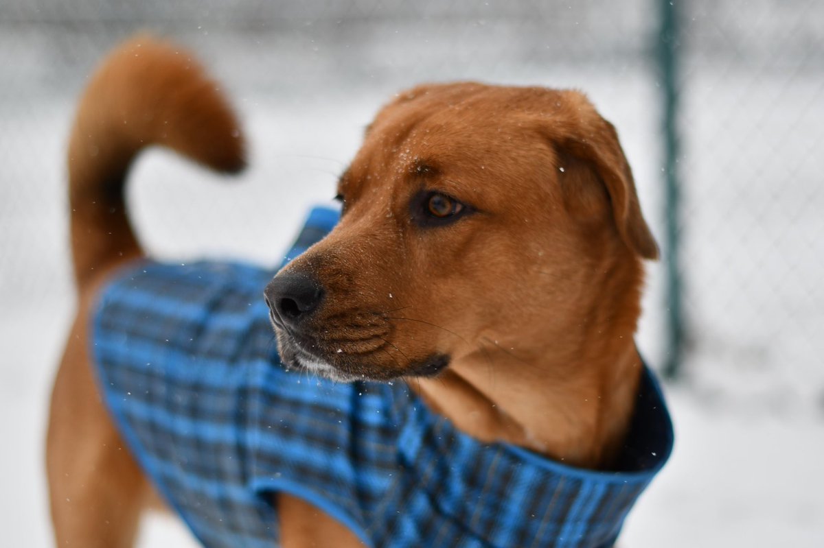 AlannaKopania's tweet photo. The dogs of Baltimore are very happy on this snowy day! Mac loves to catch the snow ball and then eat the snow ball... @wusa9 #sundaysnowday https://t.co/npQlJhG0FN