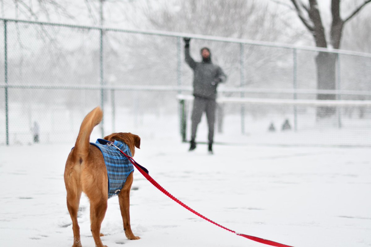 AlannaKopania's tweet photo. The dogs of Baltimore are very happy on this snowy day! Mac loves to catch the snow ball and then eat the snow ball... @wusa9 #sundaysnowday https://t.co/npQlJhG0FN