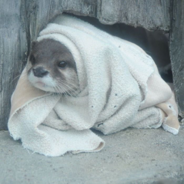 jonah marais as otters: a thread ♡