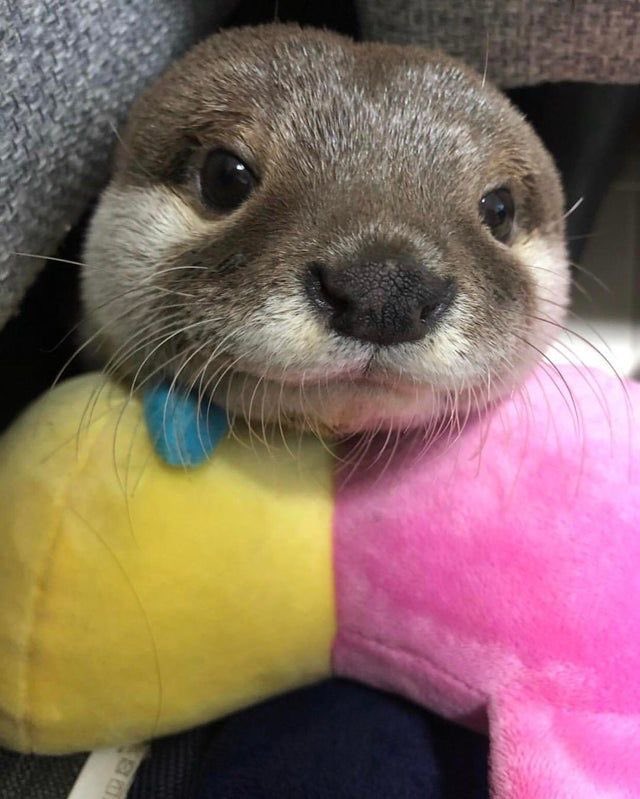 jonah marais as otters: a thread ♡