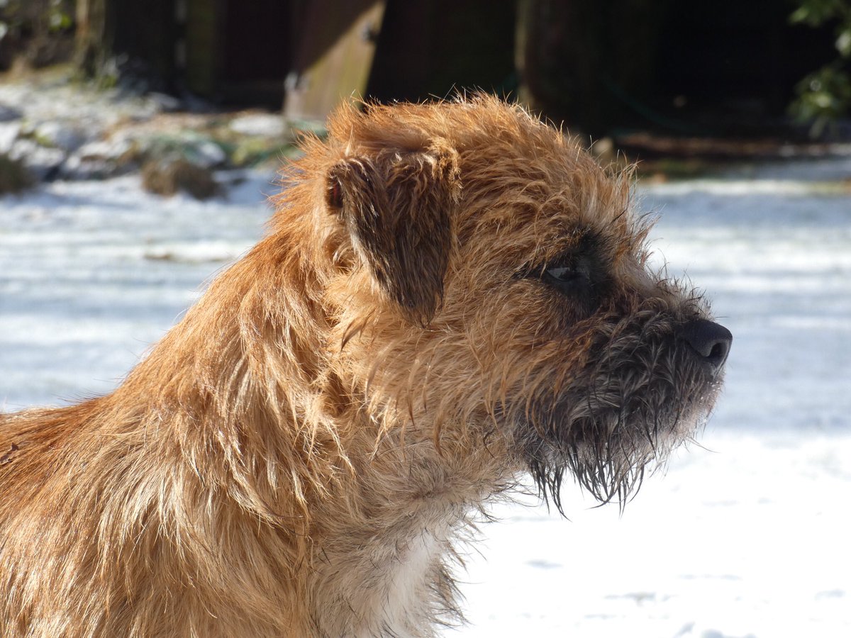 fleurrbie's tweet photo. #BabyBrack ... son of #MrScout .... just Saturday afternoon smoofing aboot.... 🐶😆❤️#btposse
relative of the great @OttaBoss offspring... https://t.co/izqamO0Fw4