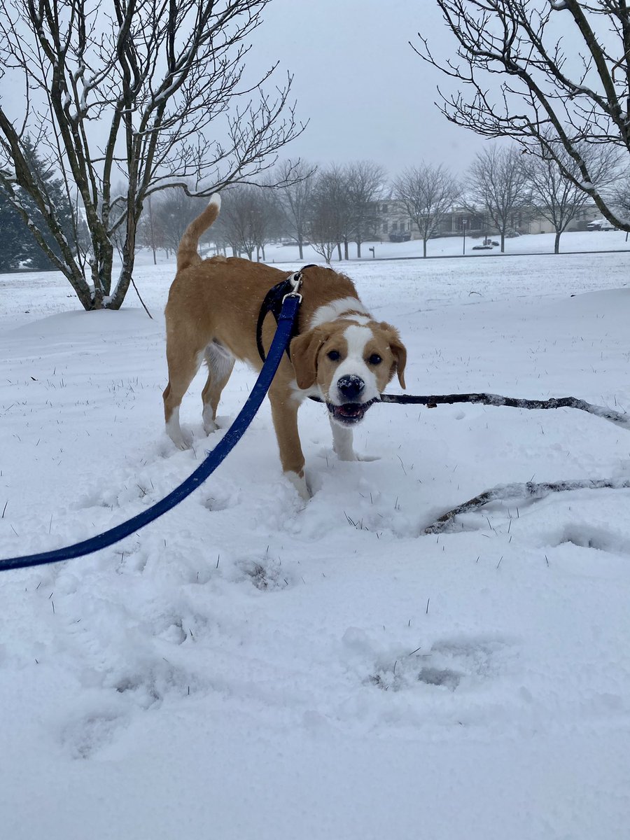 Snow and a big stick? Best day ever <a href="/capitalweather/">Capital Weather Gang</a>