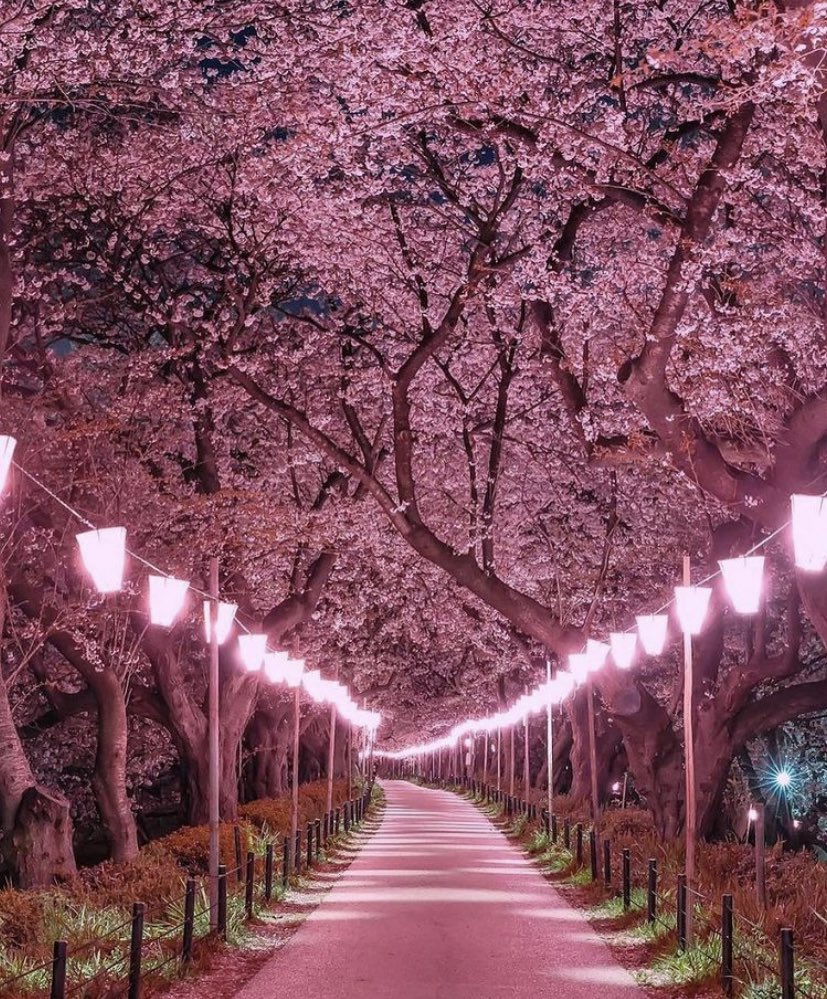 ScribeFlash's tweet photo. Le printemps au Japon 🇯🇵 https://t.co/BUeLHtuQdg