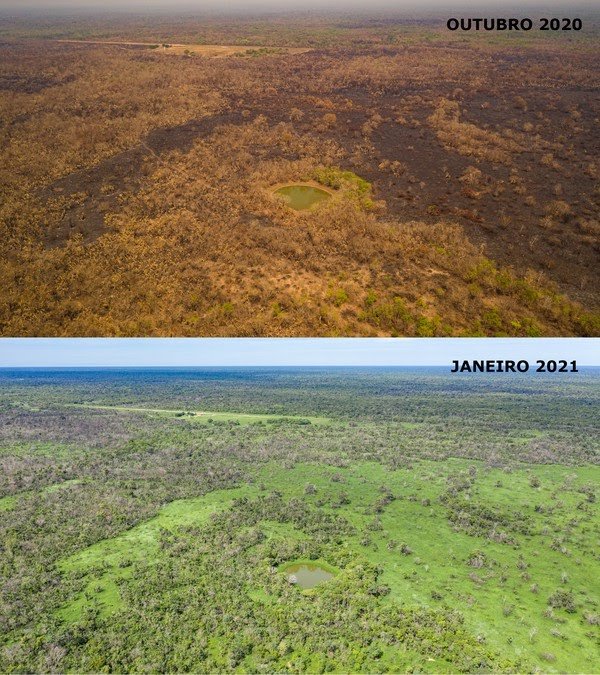 O Pantanal está apresentando sinais de recuperação