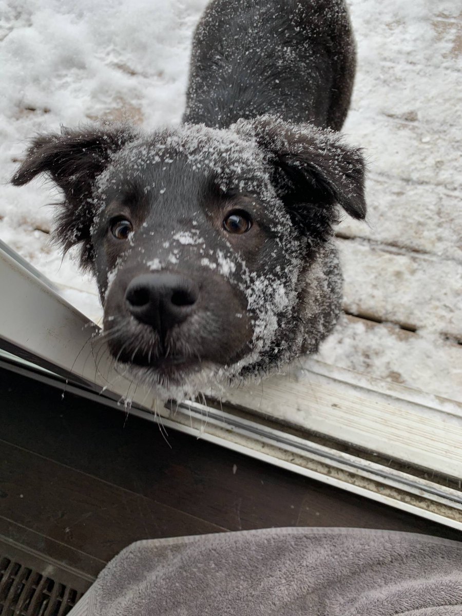 RescueEj's tweet photo. Meet Nanna!
#AdoptMe #FosterMe

She is an 11 week, #Collie mix. She's a #happy girl who loves to #snuggle with her #foster humans
#fun #loving #sweet and #snuggle

Good with: dogs, cats, and kids

#rescuedog #dogrescue #mixbreed #mixedbreed #dogs #dog #doggo #availableforadoption https://t.co/sMJxwdabX3