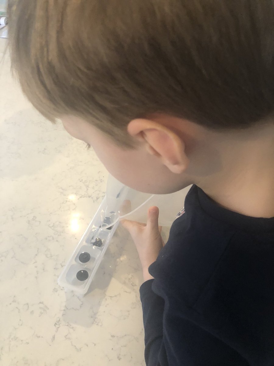 LearningLog1's tweet image. #LGPAScience @laceygreenpa Exploring ice! Freezing blueberries in water to make tasty ice cubes to enjoy in our drinks! Seeing how long ice takes to melt on a hot radiator.