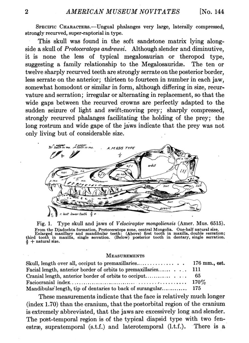 Vamos a los hechos: la primera especie conocida de _Velociraptor_, _Velociraptor mongoliensis_ fue publicada en 1924 por Osborn, a partir de un cráneo y garras hallados en 1922 en Mongolia por una expedición del  @AMNHEl paper:  http://digitallibrary.amnh.org/handle/2246/3223
