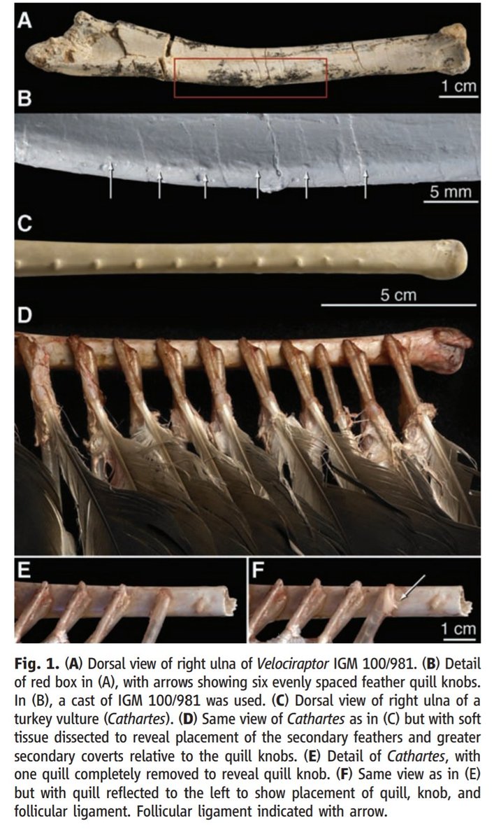 En 2007 se publicó un nuevo estudio, en el que se ve en los huesos del antebrazo de _Velociraptor_ unas protuberancias que, en aves actuales, se asocian a puntos de inserción de plumas. Es decir, la evidencia directa que faltaba. https://science.sciencemag.org/content/sci/317/5845/1721.full.pdf