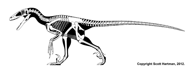Qué es este _Deinonychus_? es un Dromaeosauridae, cuya única especie _Deinonychus antirrhopus_ fue descripta por Ostrom en 1969. Es más antigua (unos 110 MDA), más grande (sin llegar al tamaño de las pelis), con cráneo mas alto y menos hocico (eso se proponía)  @skeletaldrawing