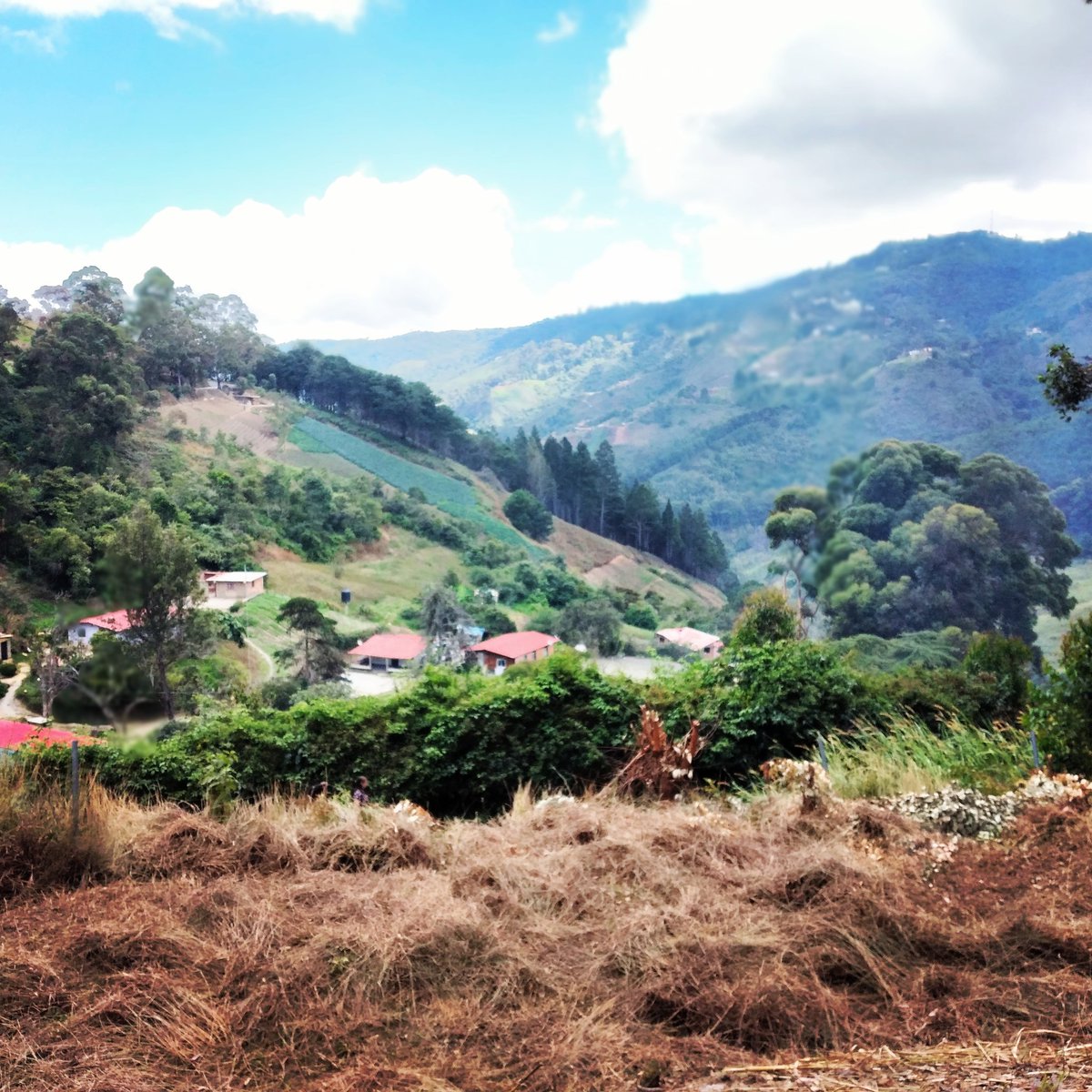 La_encantada's tweet photo. Sobre el campo venezolano sepan que muy cerca de Caracas hay una gran comunidad de productores agrícolas que se empeñan en no dejar morir su producción. #junquito #tibron #lasLapas #ColoniaTovar #apoyalos https://t.co/sUpwnnzSZH