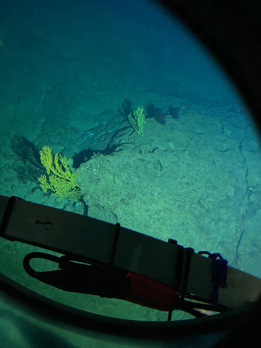 tritonsubs's tweet photo. Huge congratulations to Tim Macdonald from the entire @tritonsubs team! Now a certified sub pilot, he's also the third person in history to be certified to dive the deepest diving submersible in the world, the TRITON 36000/2 a.k.a. 'Limiting Factor'.
#subpilot #adventure #ocean https://t.co/5QGerhkDnp