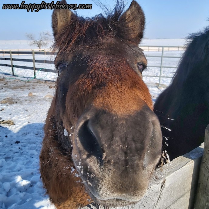 HoovesHappy's tweet photo. Casey wants to give his fans a big ol' smooch. #happylittlehooves #caseythepony #ponyhour #ponies #exmoorpony #handsomefellow #ponykisses #kissablenose #kissme https://t.co/0ZRSshTmn9
