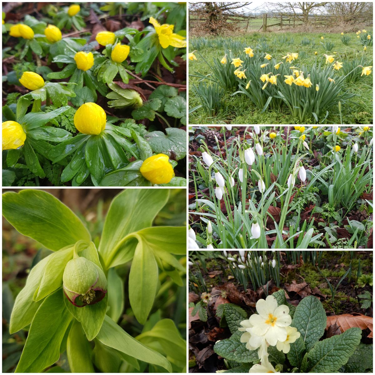 #wildflowerhour #TheWinter10 #365DaysWild #Chilterns  in Buckinghamshire this week : cow parsnip, bee nettle, spotted dead nettle, sow thistle, celandine, winter aconite, daffodil, snowdrop, primrose and hellebore