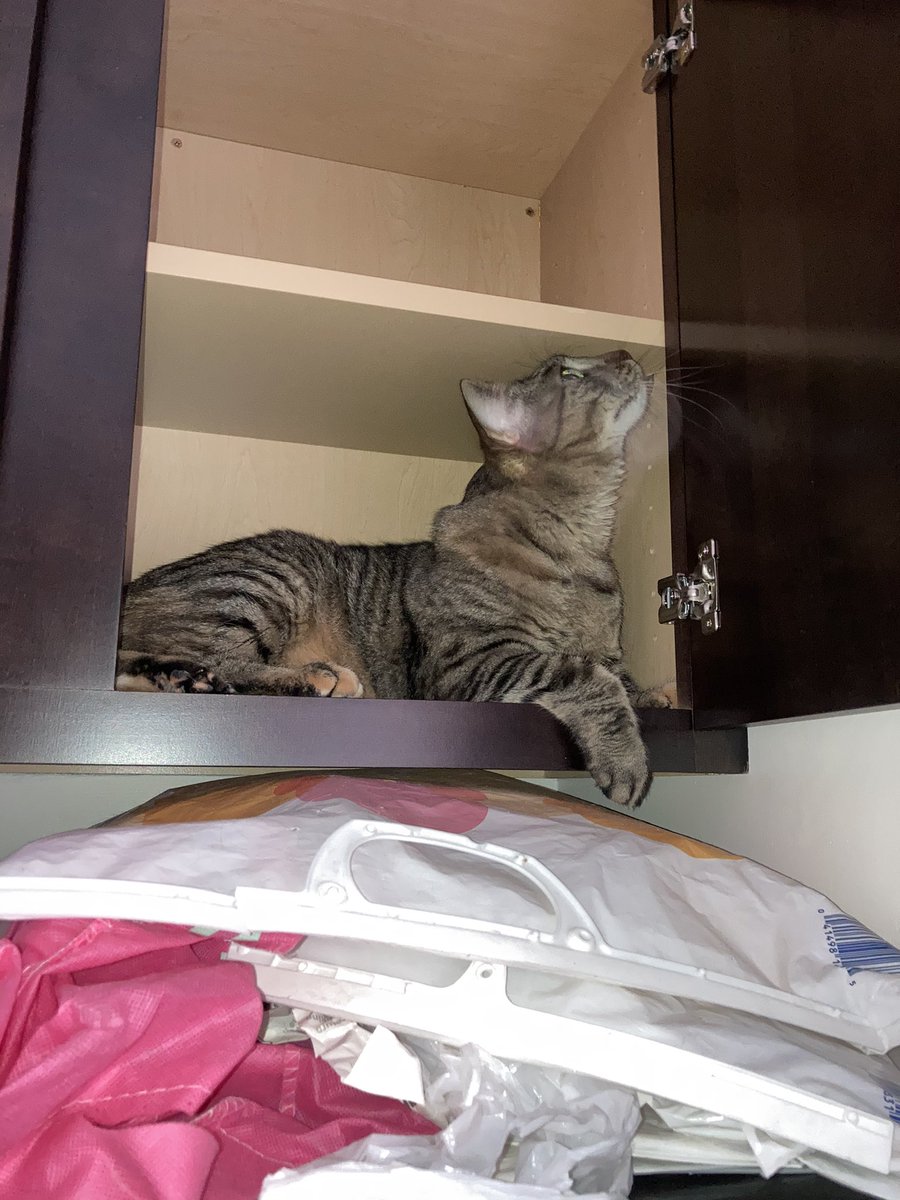 pedigreecatfood's tweet photo. I was hearing weird noises in the kitchen for like 10 minutes and I thought I was tweakin 🤦🏽‍♂️ This mfer got stuck in the cabinet https://t.co/ttHpBvdFGS