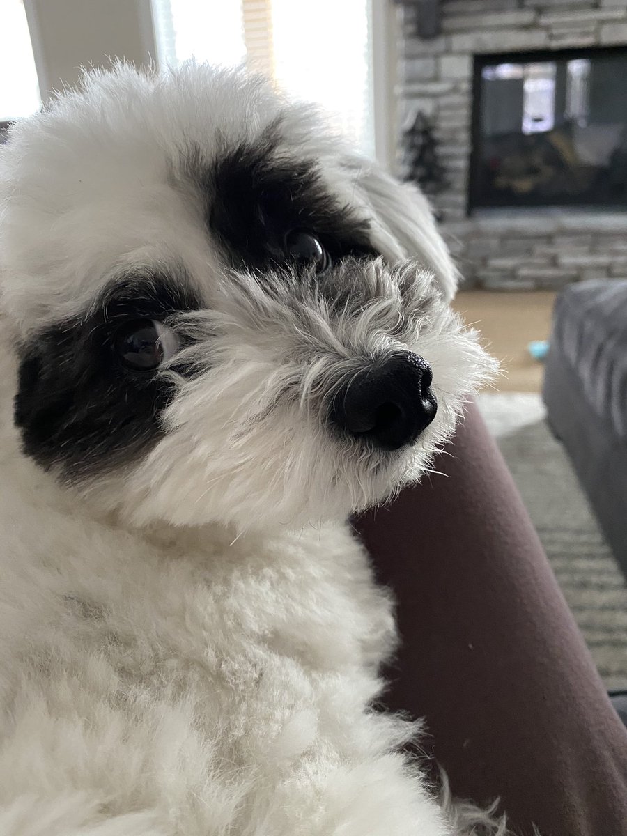 Anyone else have a dog that has to sit on top of you at all times?