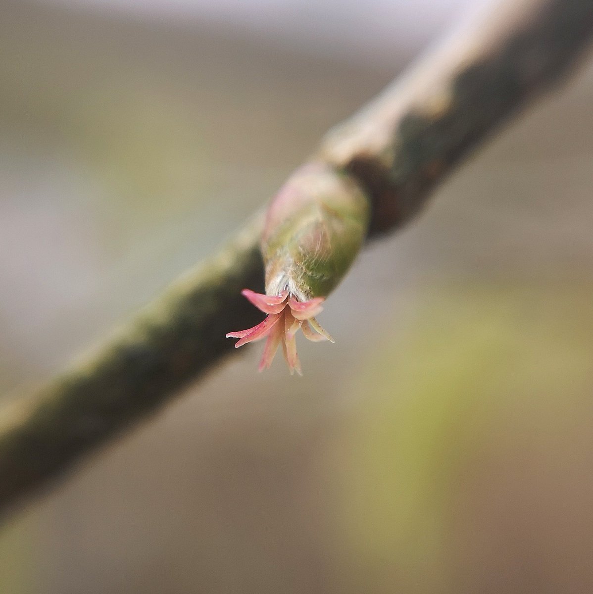 Lucy_Lapwing's tweet photo. Ohhhh YEP. They're here. Hazel's back 😍 the teeny-yet-flamboyant, flamingo pink female flowers. And the male catkins - gorgeous, fluffy yellow dangly-janglers 👌🏻
The changes in hazel always signify the first tickling of spring, and I love it 😍 #wildflowerhour https://t.co/R4Vh0PGTK6
