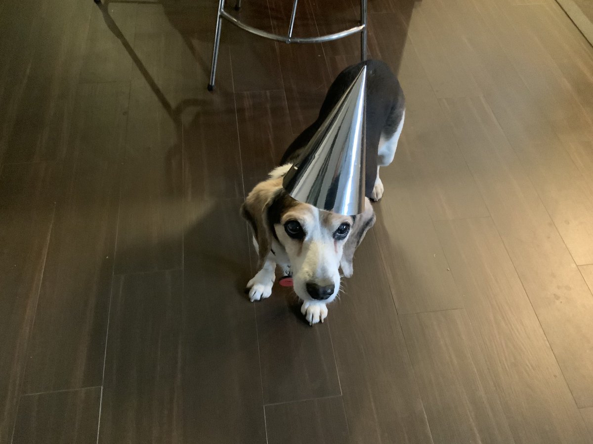 MillietheWB's tweet photo. Itโs my Pawdoption Day!! Trying to look cute for noms. I heard I am getting pear crumble later. I hope there is ice cream too! I am around 13-14 years old. Donโt I look younger? #AdoptDontShop #freagle #milco #milliewb #pawdoptionday https://t.co/OyyMOO81av