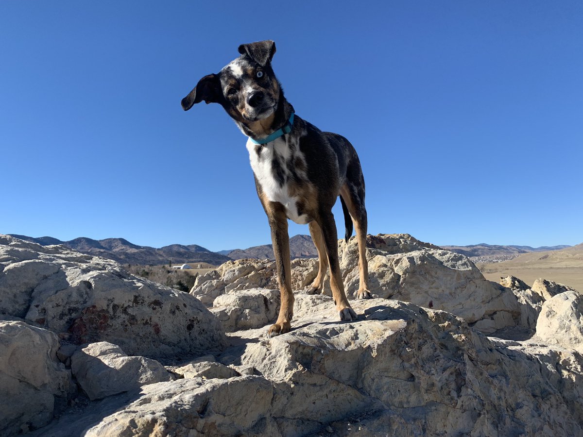 SamBoik's tweet image. New portfolio pics 😎📸 For modeling inquiries have your human call my human ...lol! #modeling #posingforthecamera #coloradodog #mountainmutt
