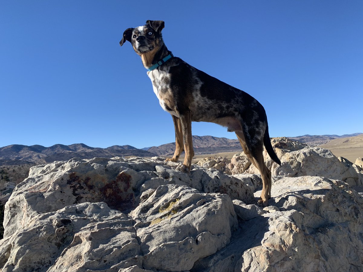 SamBoik's tweet image. New portfolio pics 😎📸 For modeling inquiries have your human call my human ...lol! #modeling #posingforthecamera #coloradodog #mountainmutt