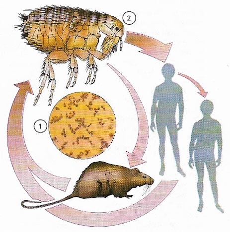 But rats also spread plague. The infected rat that carries the disease will infect fleas that live on it. These fleas then transmit the disease on humans...  https://en.wikipedia.org/wiki/Yersinia_pestis