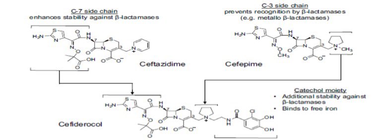 (2/11) Let’s explore the newest cephalosporin on the block  cefiderocol (Fetroja™) - a 1st in class synthetic β-lactam = cefepime + ceftazidime + siderophore  https://pubmed.ncbi.nlm.nih.gov/30712199/ 