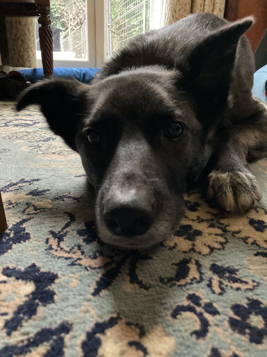 skye_rescue's tweet photo. Lazy Sunday. https://t.co/Wy5jkD4hh2